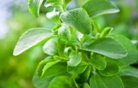 Stevia dulce Rebaudiana (25 seminte) indulcitor natural stevia, Florian - Img 2