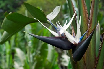 Strelitzia Nicolai (5 seminte) White Bird of Paradise - Pasarea Paradisului cu flori foarte mari, combinatie de alb, albastru si mov, Saflax - Img 2