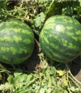 Sunsweet F1 (1000 seminte) de pepene verde semitimpuriu cu insusiri calitative deosebite ale fructului fiind superior celorlalti hibrizi miez rosu aprins si compact foarte dulce 10-12 kg, Cora Seeds