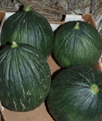 Tendral negro tardio BIO (15 seminte) pepene galben coaja verde inchis, miez verde deschis, aroma exceptionala, ReinSaat - Img 8