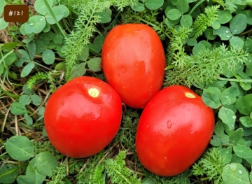Terion (150 seminte) tomate soi mediu-timpuriu determinat, ovale tip prunisoara, Kertimag - Img 2