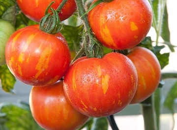 Tigerella (20 seminte) tomate striate cu dungi portocalii, gust placut, Seklos - Img 5
