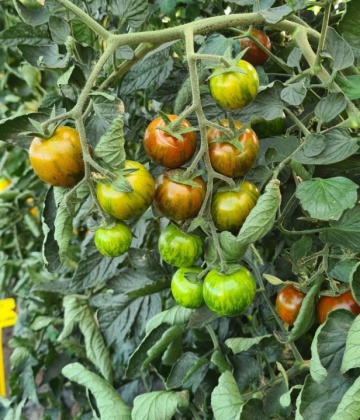 Tigrato F1 (PO9399 F1) (100 seminte) rosii cherry maro-ciocolatii, semitimpurii nedeterminate, La Semiorto Sementi - Img 2