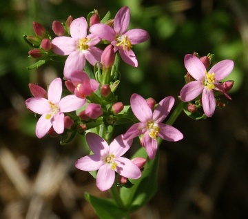 Tintaura (250 seminte) Common Centaury - Centaurium erythraea, planta medicinala pentru tulburari digestive, Saflax - Img 2