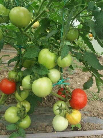 Tomate Florina 44 (3000 seminte) de rosii romanesti cu crestere determinata, 4 Agro - Img 4