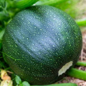 Tondo di Piacenza (9 seminte) dovlecei rotunzi verde inchis, gust excelent, Seklos