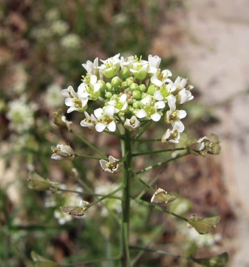 Traista Ciobanului (1000 seminte) Shepherd's Purse - Capsella Bursa pastoris, planta medicinala antiseptica, cicatrizanta, antiinflamatoare, Saflax