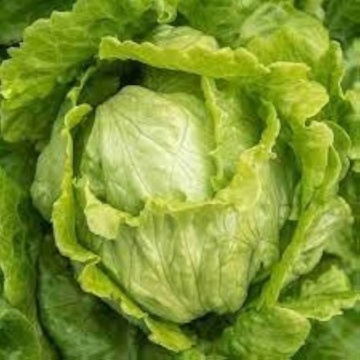 Traper (800 seminte) salata tip iceberg, capatani mari, compacte, frunze crocante, Toraf