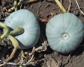 Tudor (1000 seminte) dovleac pentru copt nepretentios fata de clima si sol, Agrosel - Img 2