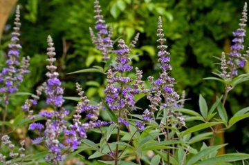 Vitex (30 seminte) Monk's Pepper - Vitex Agnus-Castus, planta medicinala pentru tulburari menstruale si digestive, Saflax - Img 2