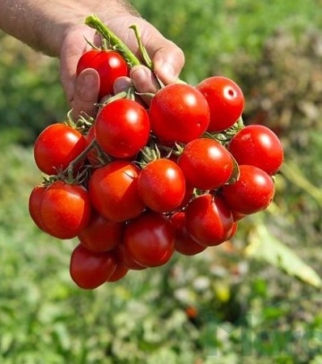 Volare F1 (ISI 44536) (1000 seminte) rosii tip cherry semitimpurii determinate, fructe dulci, aromate, ISI Sementi
