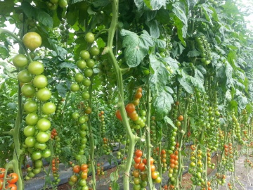 Wanda F1 (250 seminte) tomate cherry nedeterminate semitimpurii, Profit Seeds - Img 2