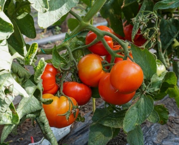 Zaraza (1000 seminte) tomate romanesti, culoare rosu aprins, forma de inima, 4 Agro - Img 2