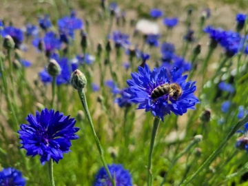 Albastrele Centaurea Cyanus (100 gr) seminte planta anuala melifera, randament foarte mare de miere si polen, Toraf - Img 3