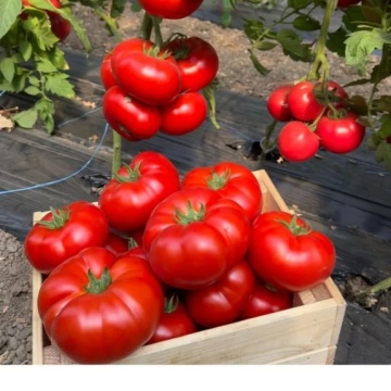 Aldemir F1 (500 seminte) rosii mari cu crestere nedeterminata timpurii, Syngenta