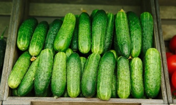 Altaj F1 (60 seminte) castraveti cornichon rezistenti la boli si temperaturi extreme, Seklos - Img 2