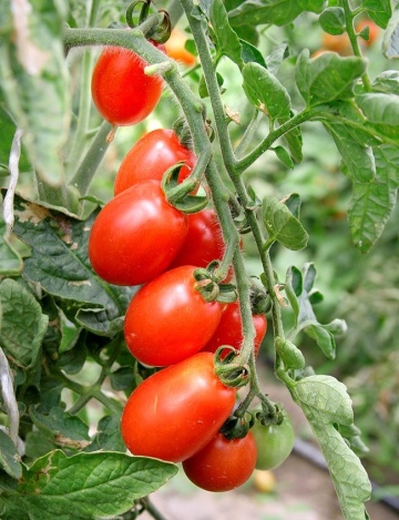 Alya (60 seminte) tomate tip cherry oval alungite, gust echilibrat dulce-acru, de la IZK Bulgaria - Img 2