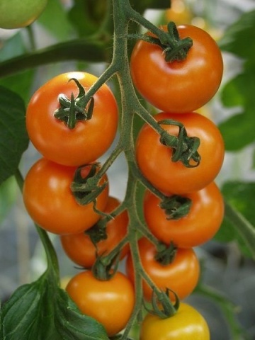 Apresa F1 (6 seminte) tomate mici portocalii, hibrid german nedeterminat semi-timpuriu, Sekluva