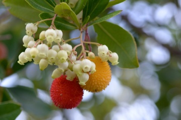 Arbore de Capsuni (50 seminte) Strawberry Tree - Arbutus unedo, flori albe frumoase, fructe foarte gustoase, Saflax - Img 5