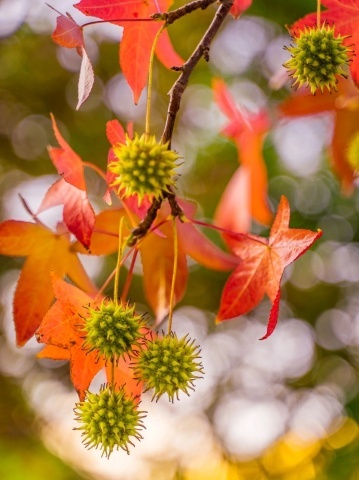 Arbore de Guma (100 seminte) American Sweet Gum - Liquidambar styraciflua, frunze culori schimbatoare, extrem de decorativ, Saflax - Img 7