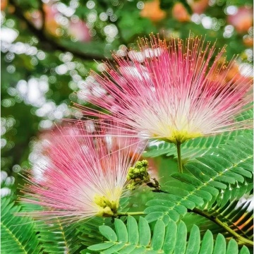 Arbore de Matase (50 seminte) Pinc Acacia - Albizia julibrissin, flori roz, parfumate, pufoase, Saflax - Img 5