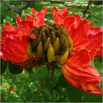 Arbore Fantana (30 seminte) African Tulip Tree - Spathodea campanulata, flori rosii-portocalii cu galben, inflorire abundenta, Saflax - Img 3