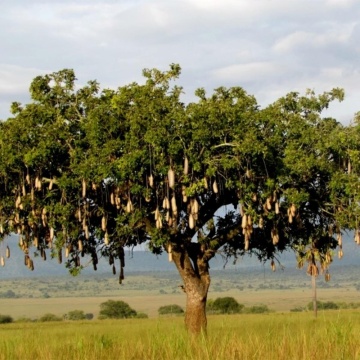 Arborele de Carnati (10 seminte) Sausage Tree - Kigelia pinnata var. africana, flori mari rosu inchis, fructe lungi, interesante, Saflax - Img 3