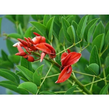 Arborele de Coral (6 seminte) Cockspur Coral Tree - Erythrina crista-galli, flori rosii, inflorire abundenta, Saflax - Img 9