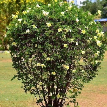 Arborele de Orhidee Galbena (30 seminte) Yellow Orchid Tree - Bauhinia tomentosa, arbore mic, flori asemanatoare orhideelor galbene, parfumate, Saflax - Img 5