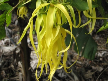 Arborele de Parfum Ylang Ylang (10 seminte) Perfume Tree Ylang Ylang - Cananga odorata, flori cu parfum celebru de iasomie, Saflax - Img 6