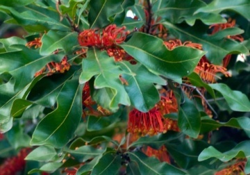 Arborele Roata de Foc (20 seminte) Firewheel Tree - Stenocarpus sinuatis, flori mari rosii-portocalii, asemanatoare flacarilor, Saflax - Img 6