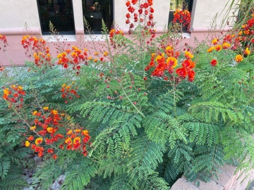 Arbustul Paun (10 seminte) Mexican Bird of Paradise - Caesalpinia pulcherrima, flori superbe rosii-portocalii, Saflax - Img 8