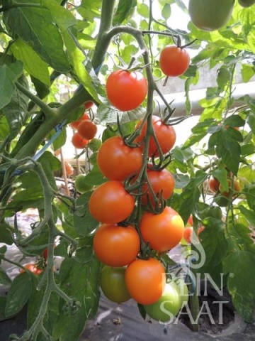 Auriga BIO (30 seminte) tomate portocalii rotunde, gust dulce, ReinSaat - Img 3