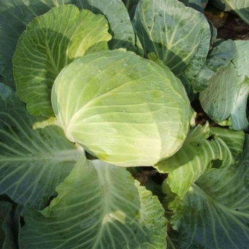 Autumn King F1 (TCA 542) (2500 seminte) de varza cu fructe plate si frunze subtiri fiind cel mai utilizat hibrid de catre fermieri, Takii Seeds - Img 2