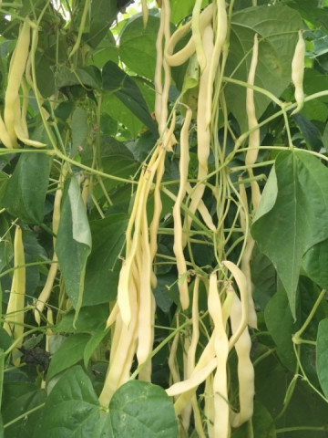 Baldana (1 kg) seminte fasole urcatoare galbena, pastai late, soi romanesc productie mare, 4 Agro - Img 2