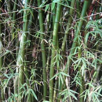 Bambus Spinos (50 seminte) Great Thorny Bamboo - Dendrocalamus arundinacea, tulpini lungi cu spini, Saflax - Img 3
