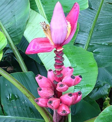 Bananier (8 seminte) Pink Velvet Banana - Musa velutina, produce banane rosii, dulci, Saflax - Img 6