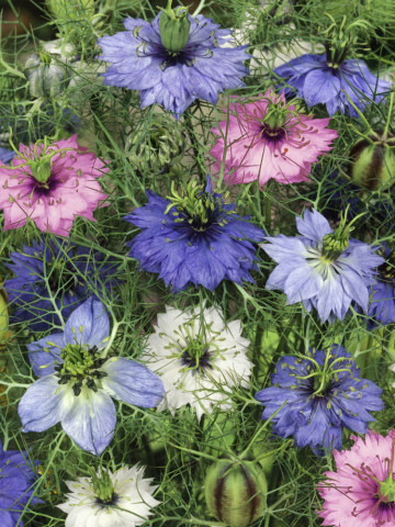 Barba Imparatului Mix (1 g), seminte flori Nigella damascene de la Opal - Img 1