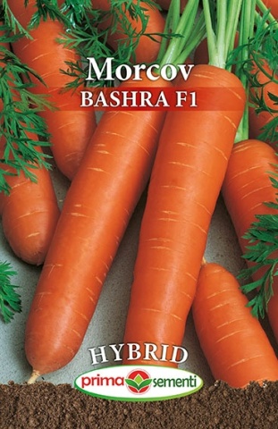 Bashra F1 (6 gr) morcov de tip Nantes cu productivitate excelenta, pentru uz industrial, Prima Sementi - Img 2