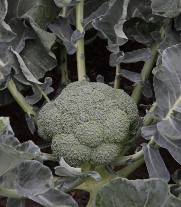 Batory F1 (2500 seminte) brocoli verde inchis greutate intre 1 kg - 1.5 kg, Syngenta