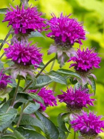 Bee Balm Purple (750 seminte) Monarda perena inflorire lunga, flori mov, Seklos - Img 4