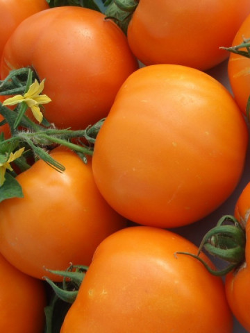 Bendida F1 (250 seminte) tomate Bendida semitimpurii culoare portocaliu intens, Geosem - Img 1