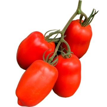 Bestial F1 (10 seminte) tomate semitimpurii nedeterminate pentru cultivare in sera, Sekluva - Img 2