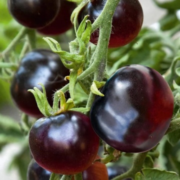 Blackball (30 seminte) rosii negre-indigo tip cherry, culoare negru intens indigo, rosii exotice, Chemyfarm - Img 4