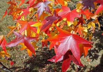 Bonsai Arbore de Guma (100 seminte) American Sweet Gum - Liquidambar styraciflua, frunze culori schimbatoare, extrem de decorativ, Saflax - Img 3