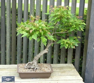 Bonsai Artar Rosu (20 seminte) Bonsai Red Maple - Acer rubrum, arbore decorativ deosebit de colorat, Saflax - Img 7