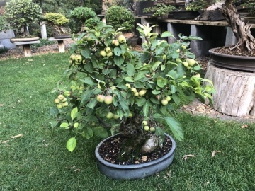 Bonsai Mar Paduret (30 seminte) Bonsai Wild Crab - Malus Sylvestris, flori albe elegante, Saflax - Img 3