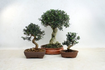 Bonsai Maslin (20 seminte) Bonsai Common Olive - Olea europea, arbore decorativ vesnic verde, Saflax - Img 3