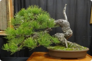 Bonsai Pin Auriu (20 seminte) Bonsai Ponderosa Pine - Pinus ponderosa, cea mai mare specie de pin, ace foarte lungi, Saflax - Img 5