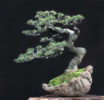 Bonsai Pin Australian (200 seminte) Bonsai Sea Ironwood - Casuarina equisetifolia, arbore vesnic verde, flori rosii decorative, Saflax - Img 4